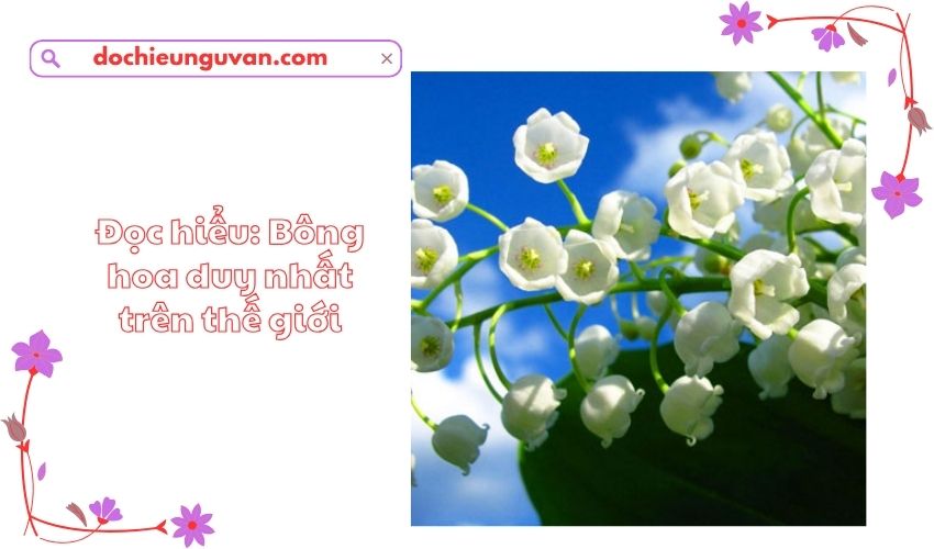 Đọc hiểu: Bông hoa duy nhất trên thế giới
