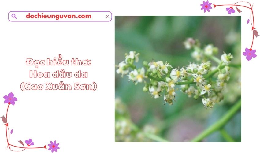 Đọc hiểu thơ: Hoa dâu da (Cao Xuân Sơn)