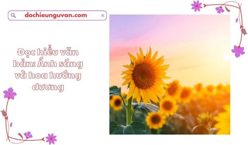 Đọc hiểu văn bản: Ánh sáng và hoa hướng dương