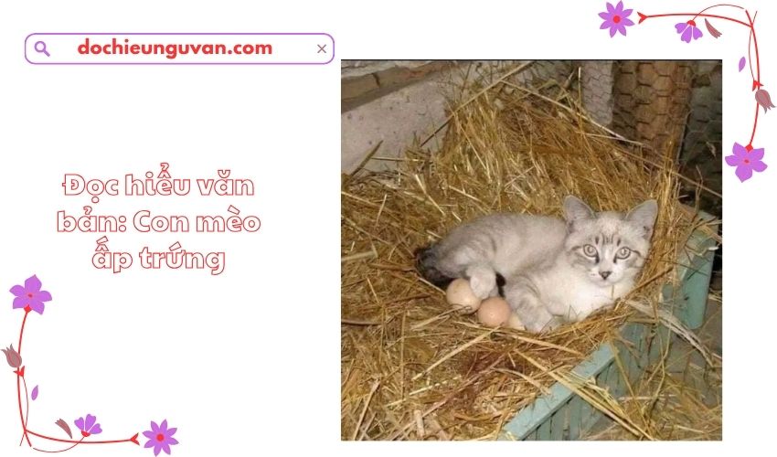 Đọc hiểu văn bản: Con mèo ấp trứng