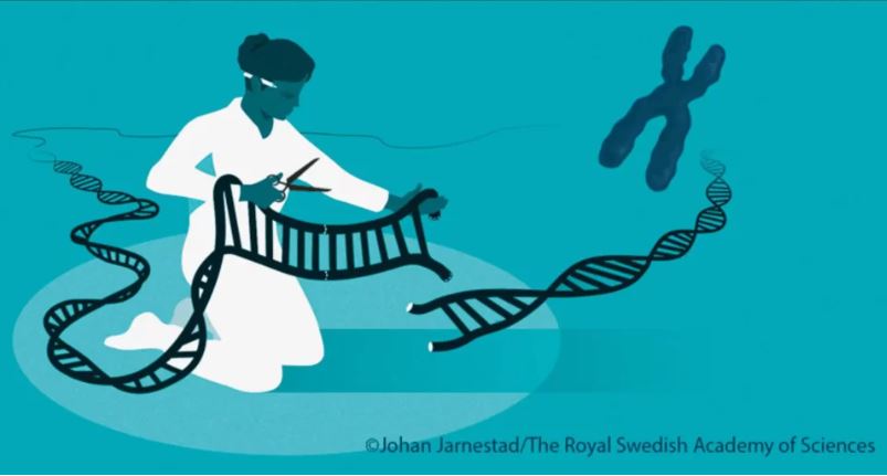 Đọc hiểu văn bản thông tin: Chỉnh sửa gene vật nuôi thịt này nuốt có xuôi