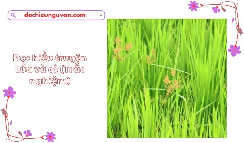 Đọc hiểu truyện Lúa và cỏ (Trắc nghiệm)