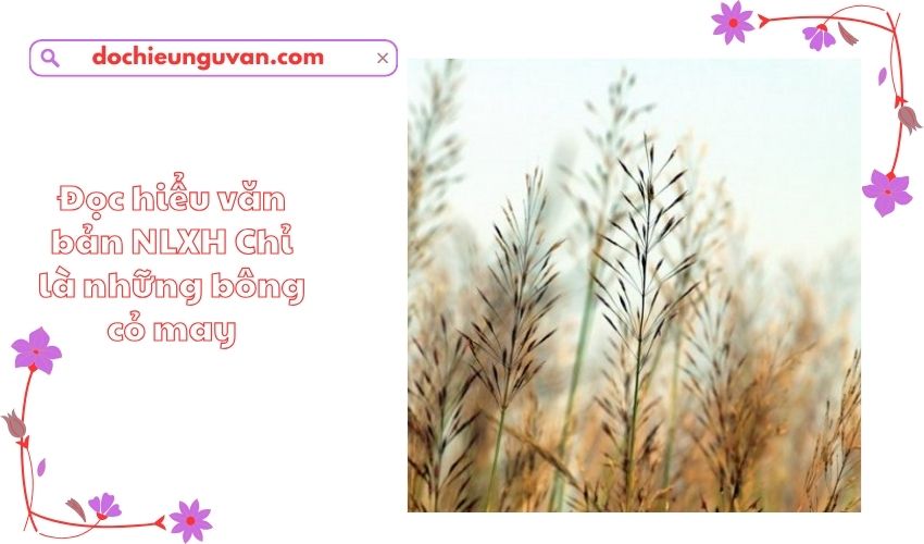 Đọc hiểu văn bản NLXH Chỉ là những bông cỏ may