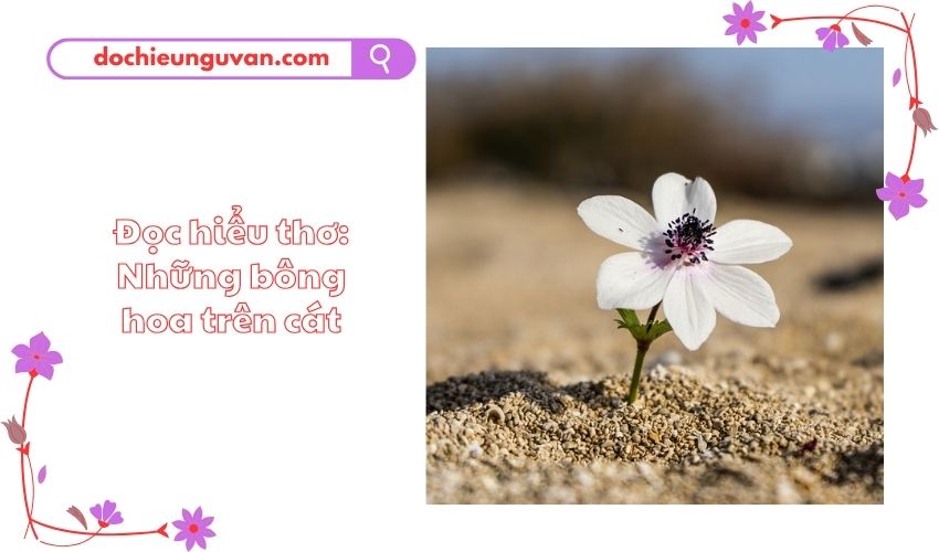 Đọc hiểu thơ: Những bông hoa trên cát