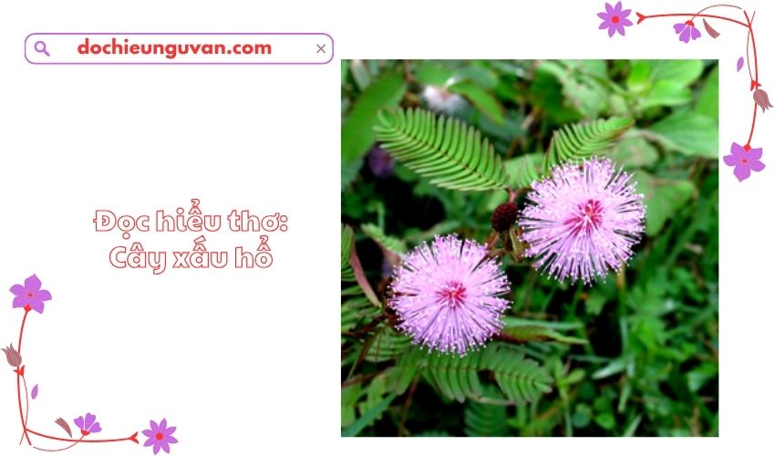 Đọc hiểu thơ: Cây xấu hổ