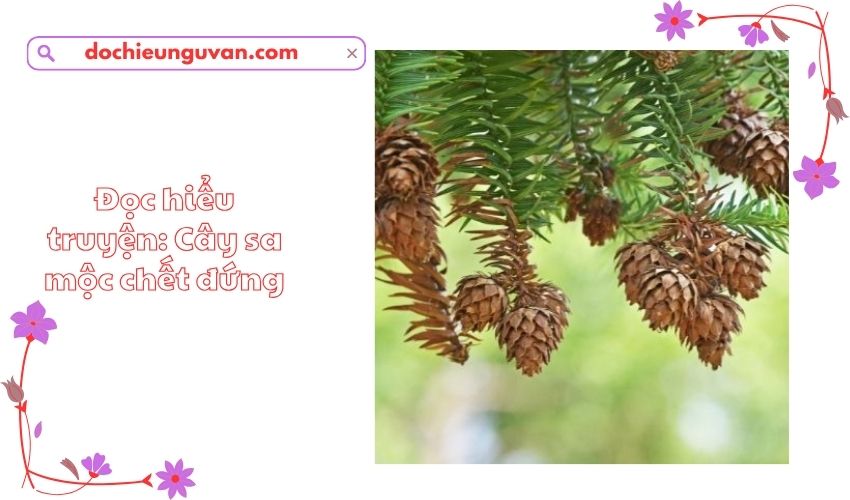 Đọc hiểu truyện: Cây sa mộc chết đứng