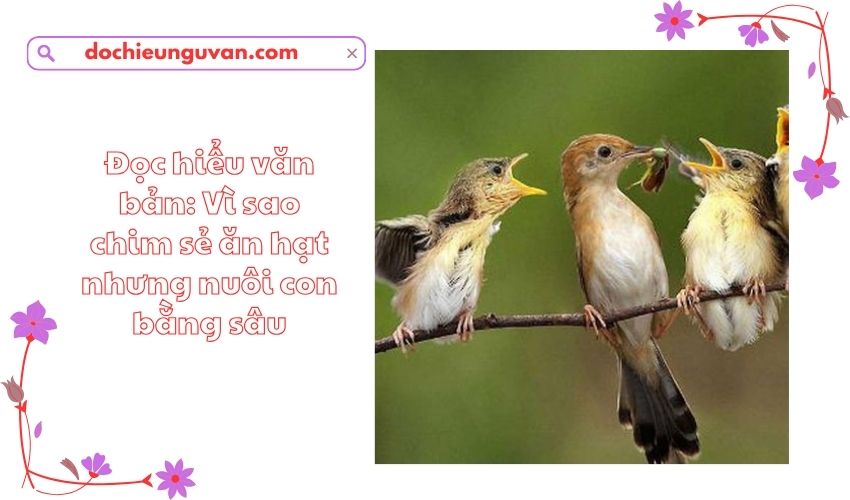 Đọc hiểu văn bản: Vì sao chim sẻ ăn hạt nhưng nuôi con bằng sâu